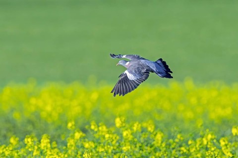 Common wood pigeon (Columba palumbus) flying over flowering rape field in spring
