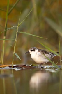 Whiskered Tern (Chlidonias hybrida) juvenile, Andalusia, Spain