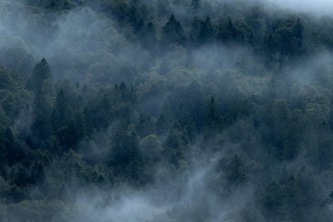 Forest in the fog, Vosges, FranceGamois (Rupicapra rupicapra), Vosges, France