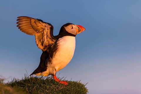 Atlantic Puffin (Fratercula arctica) flapping, Látrabjarg, Iceland