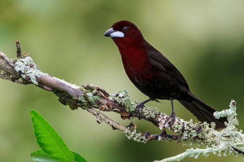 Silver-beaked Tanager (Ramphocelus carbo) perched on a branch in Manu National Park, Peru