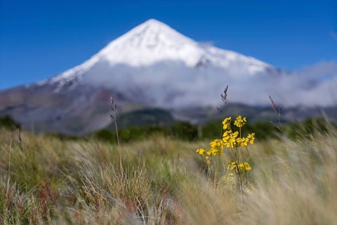 Yellow flowering slipper flower bush (Calceolaria) with grasses in the foreground, snow-covered