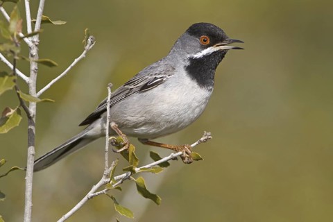 Rüppell's Warbler (Sylvia ruppeli) male, Turkey