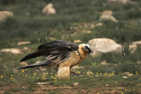 Bearded Vulture (Gypaetus barbatus), Catalonia, Spain