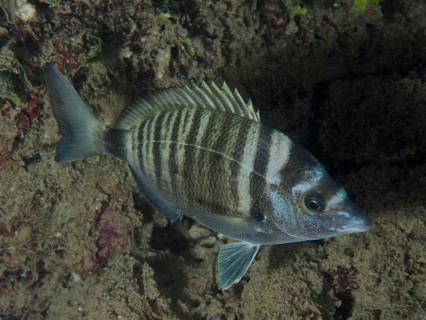 A striped fish, the pointed bream (Diplodus puntazzo), swims cautiously along a reef on the seabed,