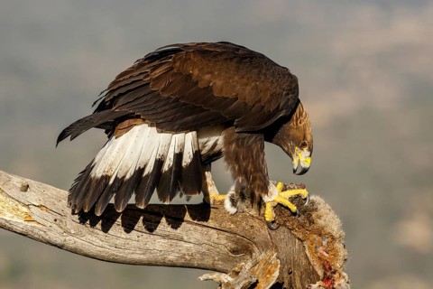 Golden Eagle (Aquila chrysaetos) immature, first winter plumage eating a rabbit, Castile and Leon,