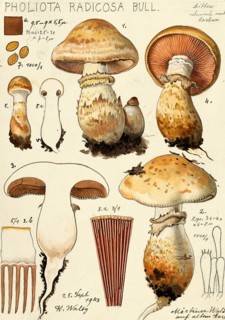Mushroom, Mushrooms, Rooting Marzipan Fungus, Hebeloma radicosum, syn. Pholiota radicosa, authentic