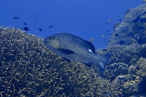 A large double spotted snapper (Lutjanus bohar) swimming above a living coral reef in the blue