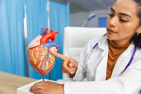 A female doctor examines an anatomical heart model on a desk, pointing out details with focus and