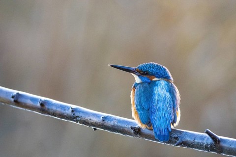 Kingfisher (Alcedo atthis) mll Germany