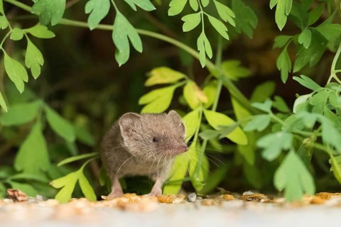 A house shrew (Crocidura russula) explores its surroundings amongst the leaves, showing curiosity,