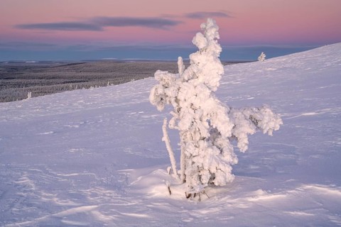 Winter landscape at dusk, Norrbotten, Lapland, Sweden, February 2024