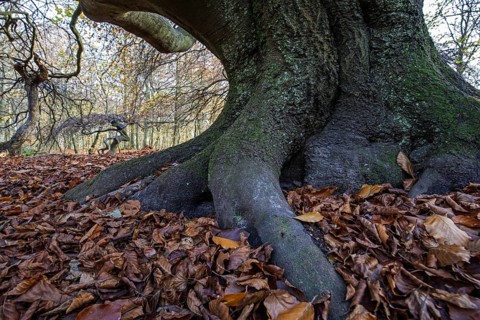 Süntelbuchen (Fagus sylvatica), cripple beeches, Hexenwald, Semper Forest Park, near Lietzow,