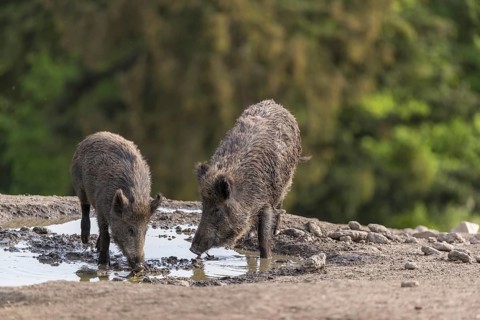 Two wild boar or wild pig (Sus scrofa), drinking water from a small pool in early morning light,