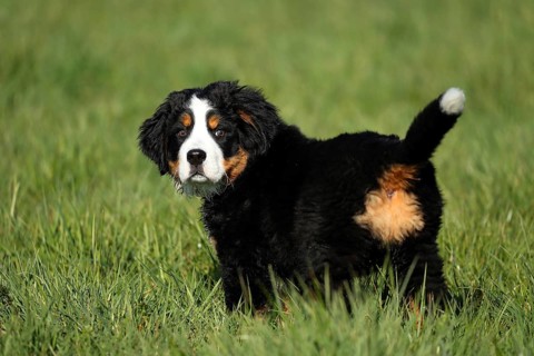 A Bernese cattle dog puppy stands attentively in a meadow, a Bernese cattle dog (Canis lupus
