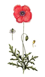 Papaver rhoeas, corn poppy, digital reproduction of a historical original, between 1790 and 1810