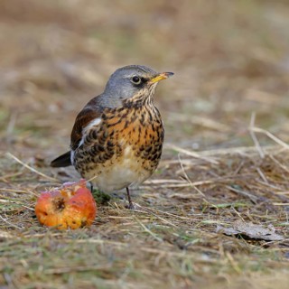 Fieldfare (Turdus pilaris) in a meadow with scattered fruit trees, feeding on windfall, animals,