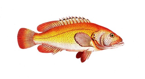 Fish, Fish, Genus of the Hussar Fish, Holocentrus auratus, The Golden Sogo, Historical, digitally