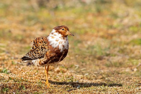 Ruff (Calidris pugnax) male, Oeland, Sweden