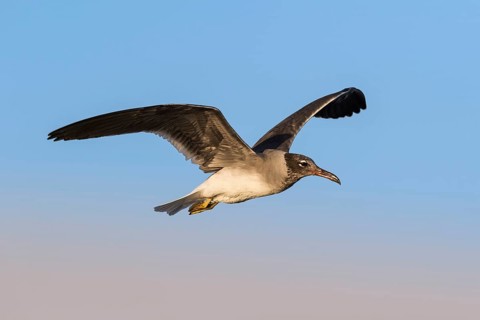 White-eyed Gull (Ichthyaetus leucophthalmus) juvenile flying, Eilat, Israel