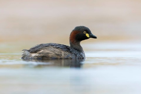 Australasian Grebe (Tachybaptus novaehollandiae), Victoria, Australia