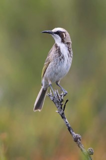 Tawny-crowned Honeyeater (Gliciphila melanops) perched on a branch, Victoria, Australia