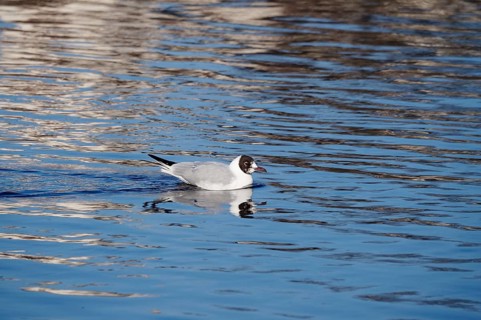 Seagull on the Elbe, Winter, Germany