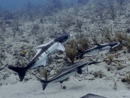 Three cobia (Rachycentron canadum), also known as kobia, kingfish or officer fish, are swimming
