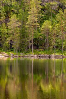 View of the reflection of a forest in the water of Lake Kaldvatn, Kviteseid, Telemark, Norway