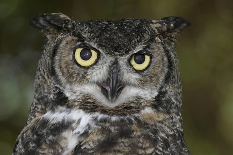 Great Horned Owl (Bubo virginianus), California, USA