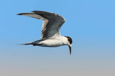 White-cheeked Tern (Sterna repressa) flying, Eilat, Israel