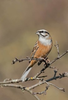 Rock Bunting (Emberiza cia) perched on a branch, Aosta Valley, Italy