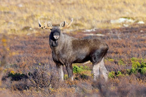 Moose, elk (Alces alces), adult bull, male foraging on the tundra in autumn, fall, Sweden,