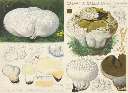 Mushroom, fungi, Lycoperdon utriforme, also Calvatia caelata and Handkea utriformis, mosaic