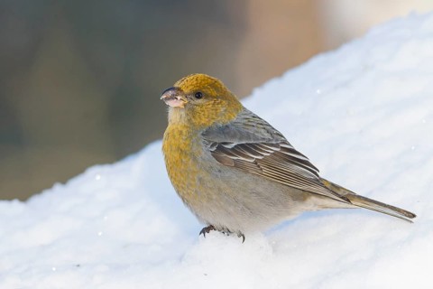 Pine Grosbeak - Hakengimpel - Pinicola enucleator, Finland