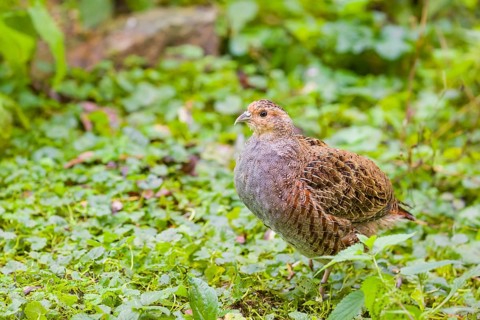 A grey partridge (Perdix perdix), stands in green vegetation, looking for food