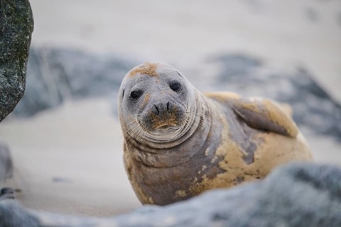 Grey seal (Halichoerus grypus) lying on the beach, Düne, Helgoland, Schleswig-Holstein, Germany