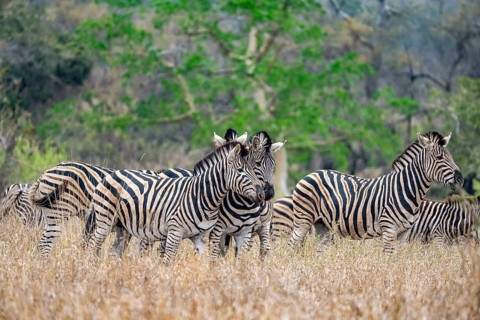 Plains zebras (Equus quagga), cuddling, heads together, in high grass, Kruger National Park, South