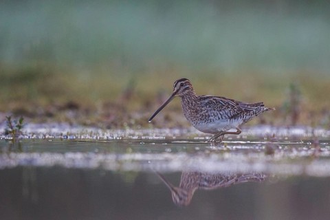 Common Snipe (Gallinago gallinago) foraging, North Rhine-Westphalia, Germany