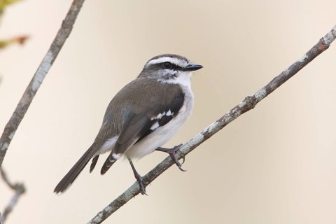 White-browed Robin (Poecilodryas superciliosa) perched on a branch, Queensland, Australia