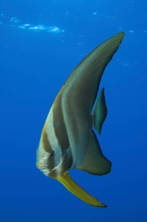 Round-headed batfish juvenile (Platax orbicularis)