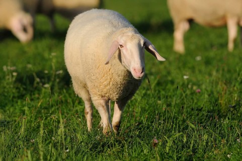 A sheep walking across a green pasture in daylight, domestic sheep (Ovis orientalis aries), Bavaria