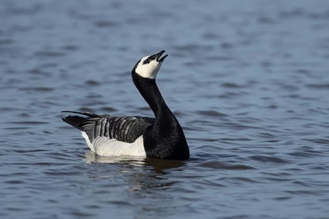 Barnacle goose (Branta leucopsis) adult bird calling on a lake, England, United Kingdom
