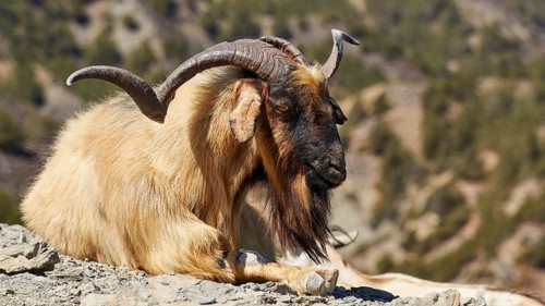 Goat with prominent horns resting in mountainous landscape, goat (s), free-range, central north of