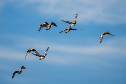 Eurasian Wigeon (Mareca penelope), birds in flight over Marshes at winter time