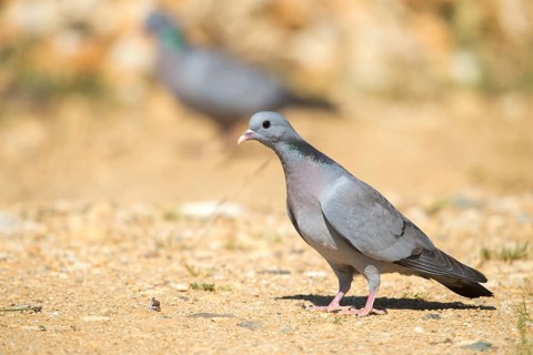 Columba Oenas, Holdove, Stock Pigeon, Birds, Columbidae, Doves, Pigeons, Birds