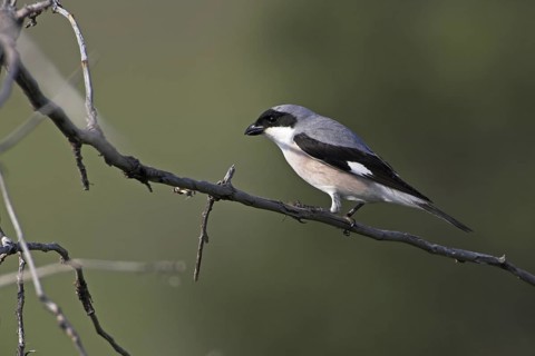 Lesser Grey Shrike (Lanius minor), Lesvos, Greece