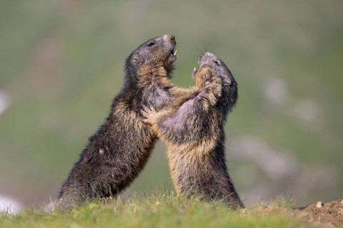 Alpine marmot (Marmota marmota), Heiligenblut, Carinthia, Austria