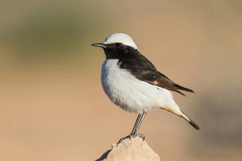 Mourning Wheatear (Oenanthe lugens) male, Eilat, Israel