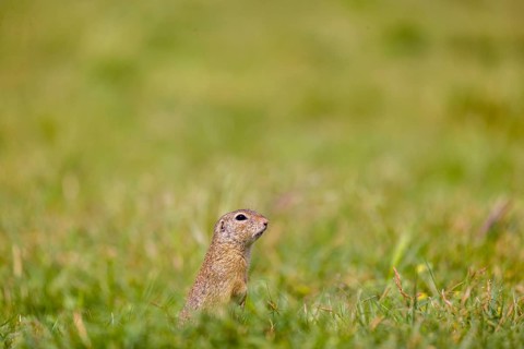 A European ground squirrel (Spermophilus citellus) or European souslik stands erected in green
